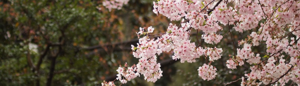 spring picnic in Washington, D.C.